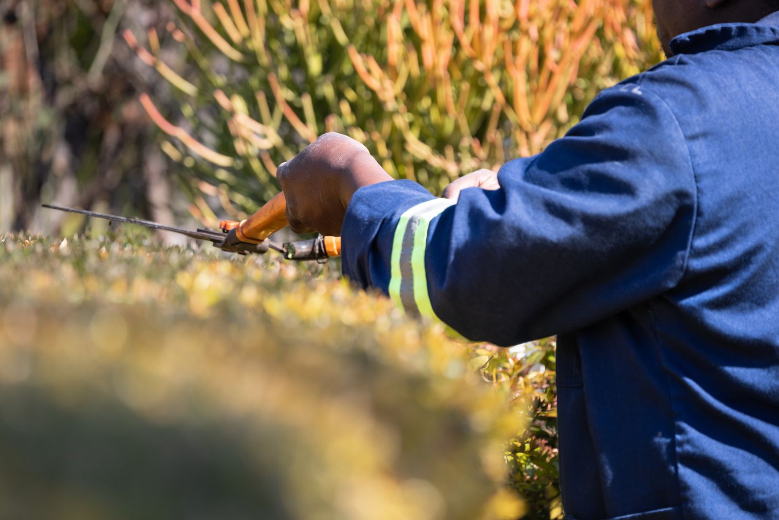Mitarbeiter in blauer Arbeitskleidung schneidet eine Hecke mit der Heckenschere